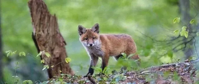 学做“<em>披着</em>羊皮<em>的</em><em>狼</em>”：心有獠牙，眼有柔光