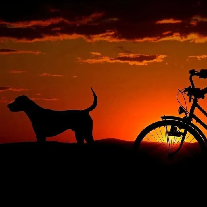 under是“在下面”，<em>dog</em>是“狗”，那underdog是什么意思？