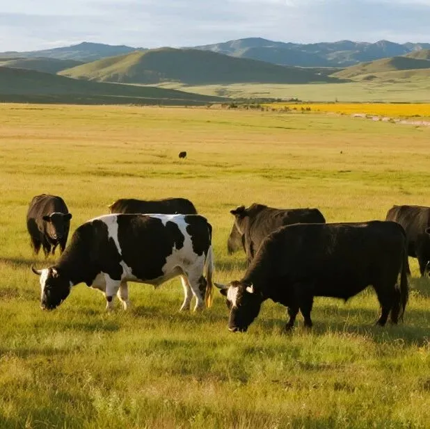 南美公牛出口<em>价格</em>指数见顶回调，巴西牛肉出口<em>平均价格</em>创6个月新低！