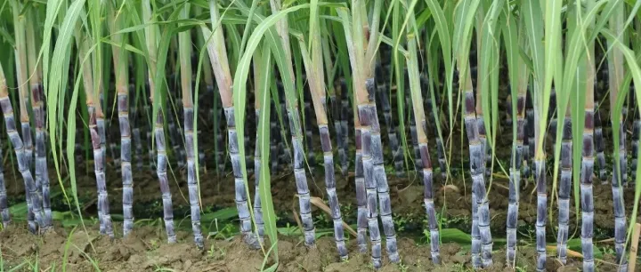 零售服务化，服务游戏化：偷甘蔗，正成为“找乐子”人群的新爱好