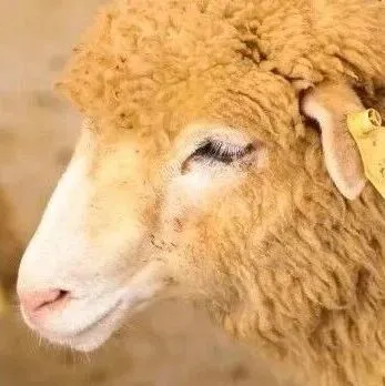 “Lucky <em>dog</em>”的意思可不是“幸运狗”，75%的人都会翻译错误！