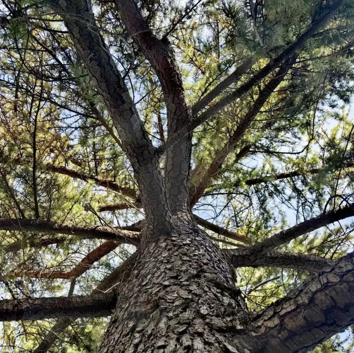 《长城》佳作欣赏‖姚<em>育</em><em>明</em>：穿越时光的联想（散文）