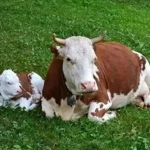 冬季牛驱虫<em>的</em>最佳时机<em>是什么</em><em>时候</em>？