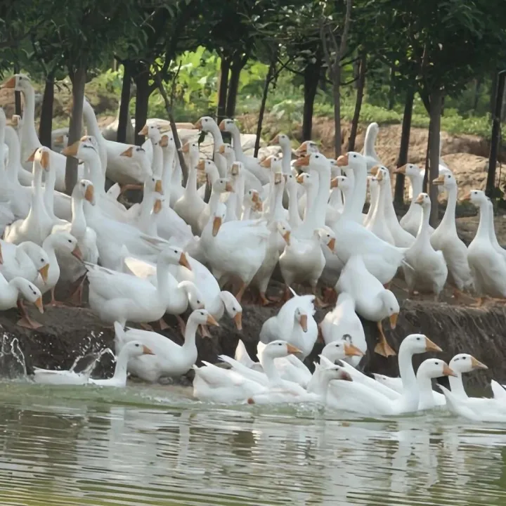 【媒体关注】<em>大兴安岭</em>韩家园林业局以生态养殖盘活林区资源