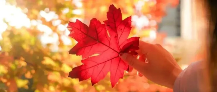 海大人的秋日<em>碎片</em>！