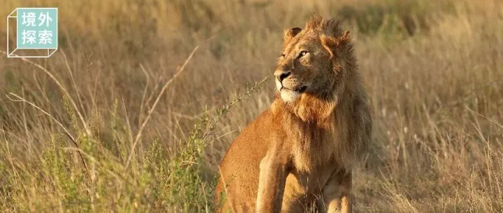 2026肯尼亚野生动物考察 | 活动报名
