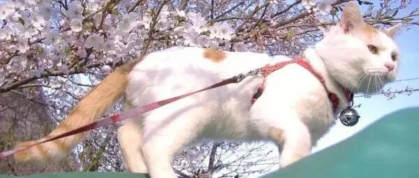 12月2日晚21:30，毛衣新款，微信urelaine666，不定时上新，卖完即删