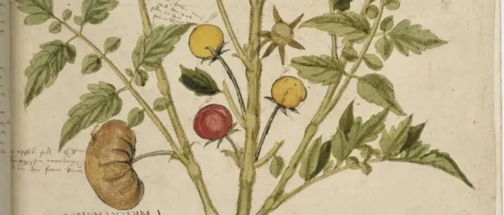 历史教材里这幅<em>插图</em>被我找到了