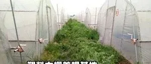 蝎子养殖利润，2025<em>年</em>蝎子养殖<em>市场价格</em>行情多少钱一斤