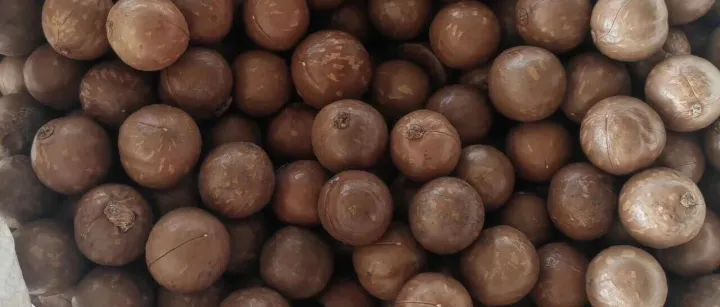 临沧<em>孟</em>定清水河口岸喜迎首票<em>缅甸</em>夏威夷果进口！