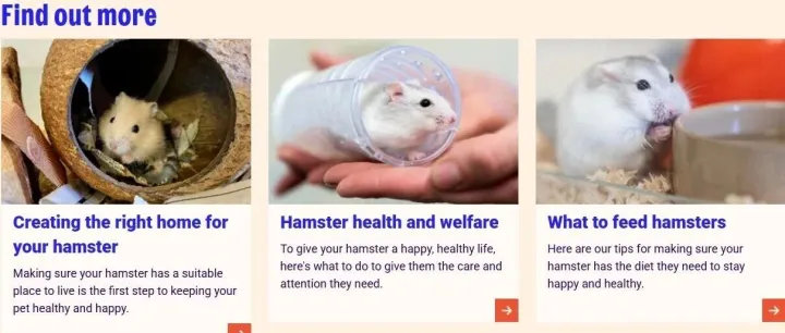 哈基米不香了？国外年轻人正迷上“小宠”，独立站卖家机会来了！