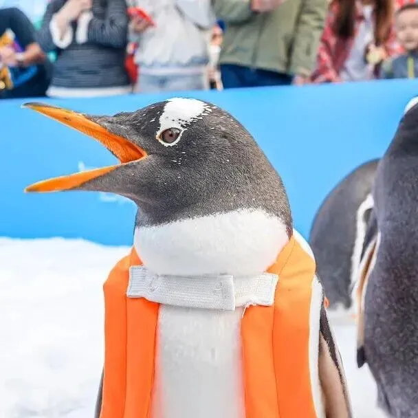 自带燕尾<em>服</em> 主修卖萌！——淘学<em>企鹅</em>要来了！