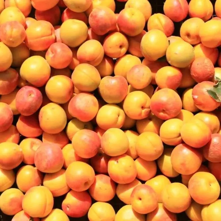 “小<em>果</em><em>果</em>”如何变身“金果<em>果</em>”？