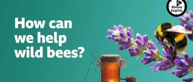英音| <em>How</em> <em>can</em> we help wild bees? ⏲️ 6 Minute English