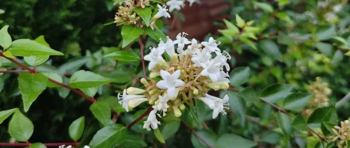 美文阅读：<em>Hand</em>-Me-Down Funeral