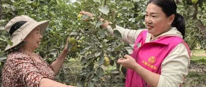 <em>梨</em>城“她力量”：香<em>梨</em>产业的巾帼担当