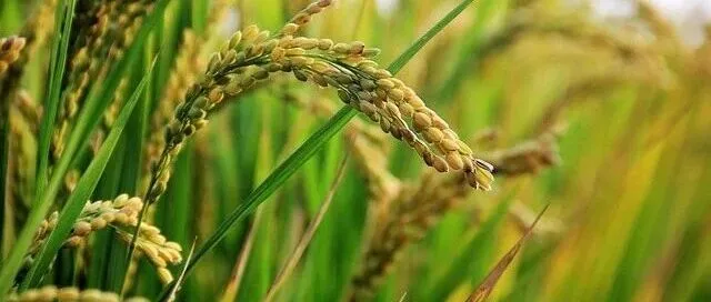 论文 | 西南科技大学水稻研究所植物分子遗传育种团队发现淀粉合成相关基因Wx和脂肪合成相关基因PAL6可调控稻米抗性淀粉含量