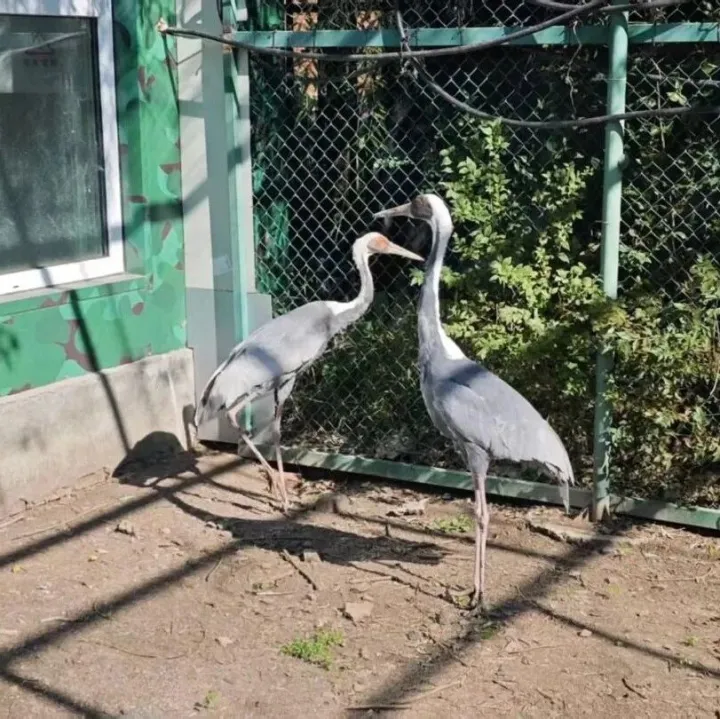 <em>双鸭山</em>风土人情——【赞】<em>双鸭山</em>王古昌：千里驰援，点亮生命之光！