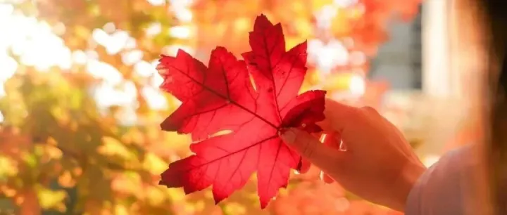 海大人的秋日<em>碎片</em>！