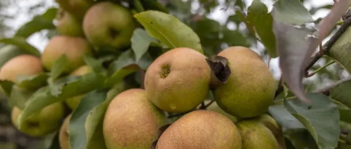 百年苹果<em>梨</em>产业的成长之路