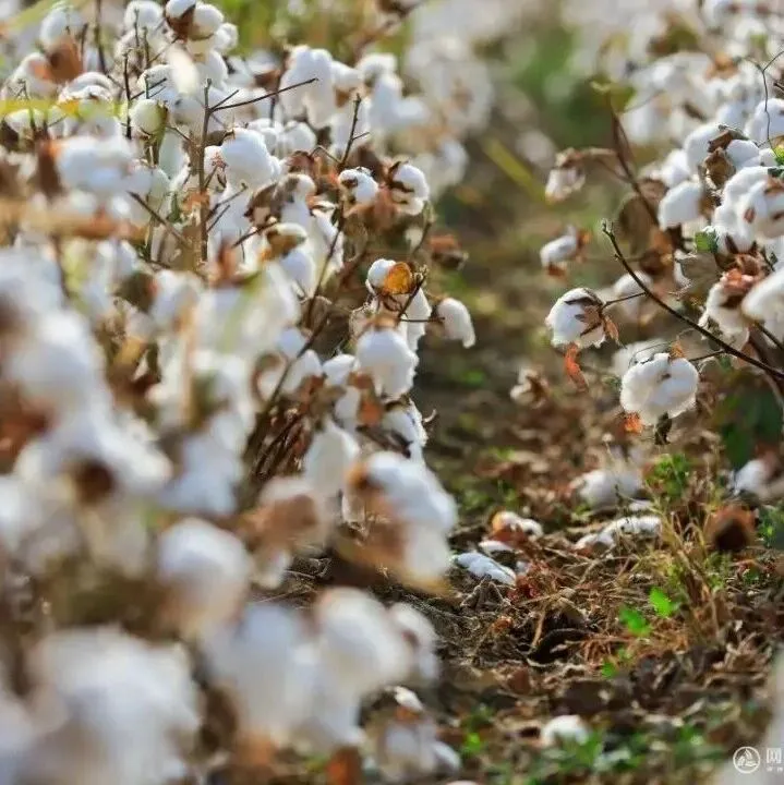 “金九银十” 落空！棉花价格与库存的“双向挤压”，2026 配额新政能解困吗？