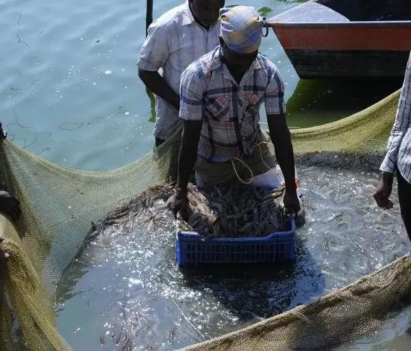 这一次，印度虾农终于站到了一起，推出“最低虾价”，确保农民的根本利益-中国鳗鱼网