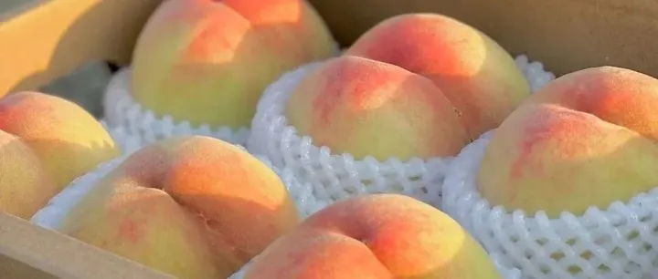 甜蜜预警！最 新 桃 情 预 报🤤