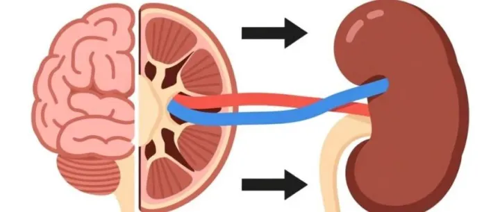 肾脏不好，真伤<em>脑</em>？肾友必知的“肾<em>脑</em>轴”与护<em>脑</em>指南