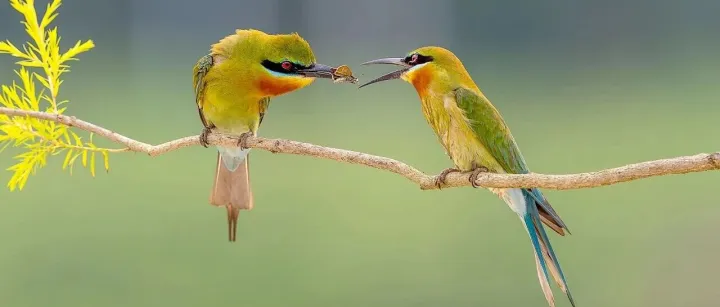 柳州<em>观</em>鸟协会2025年10月精选<em>野生</em><em>鸟类</em>、动物图片展