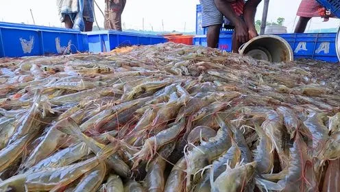 疯狂的印度养殖虾，池塘里几十万只对虾被捕捞，密密麻麻的数不清_高清1080P在线观看平台_腾讯视频