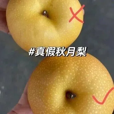 教你辨认真假秋月<em>梨</em>
