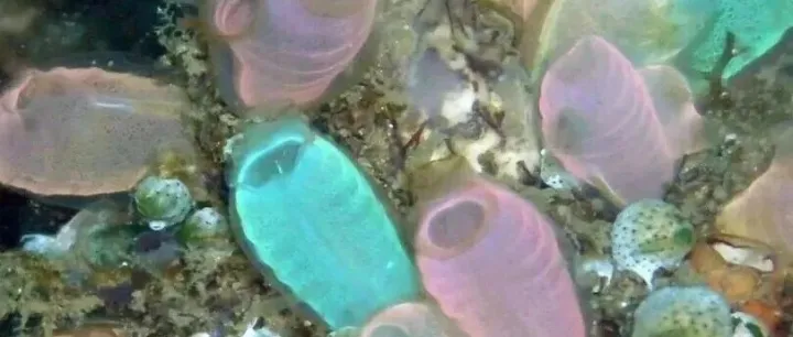 <em>海洋</em>科普 | 要脑子没用，听说这个<em>动物</em>长大后会吃掉自己的脑子？！