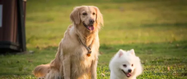 <em>无锡</em><em>有</em>哪些宠物友好的好去处？