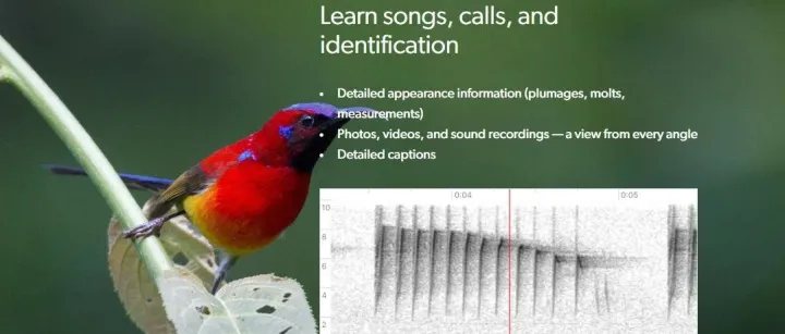 探索<em>鸟类</em>的奇妙世界：BOW带你走进<em>鸟类</em>百科全书！