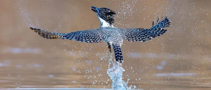 柳州<em>观</em>鸟协会2025年8月精选<em>野生</em><em>鸟类</em>、动物图片展