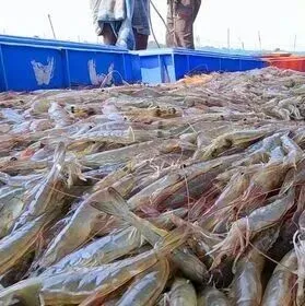 动态 | 面对美国关税压力，印度虾业开始“渡劫”…