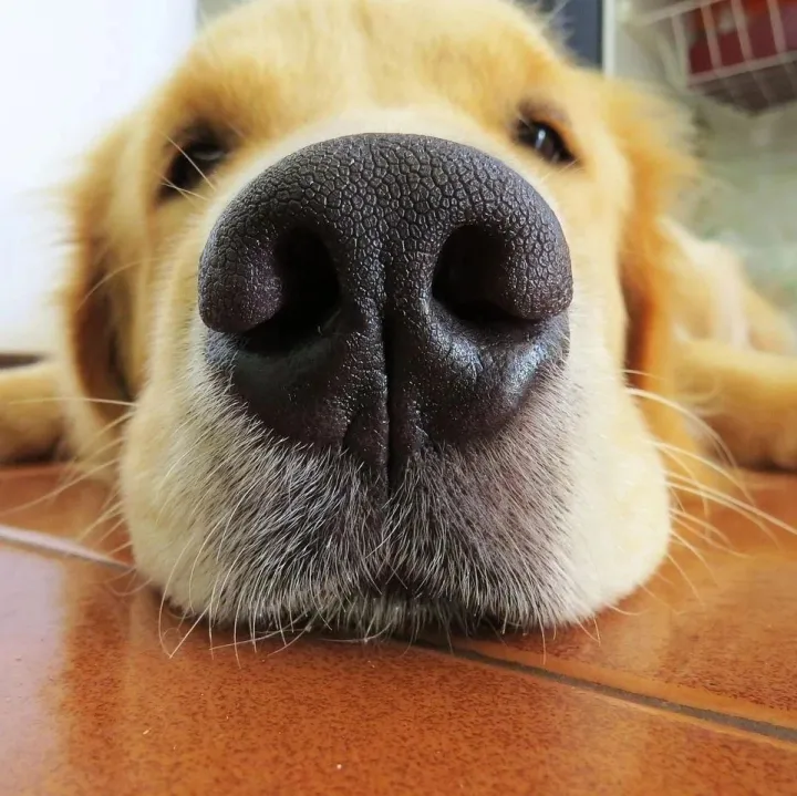 <em>dog</em>是“狗”，body是“身体”，dogsbody竟然是这种人？