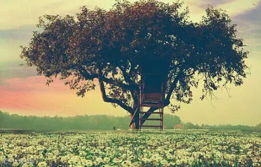 深度好文:《大树之恩》,很多人看哭了,建议收入课本