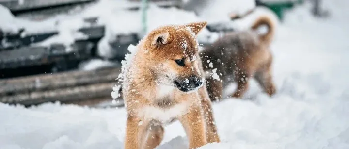2026年，计划投入200万元到亚马逊新品上