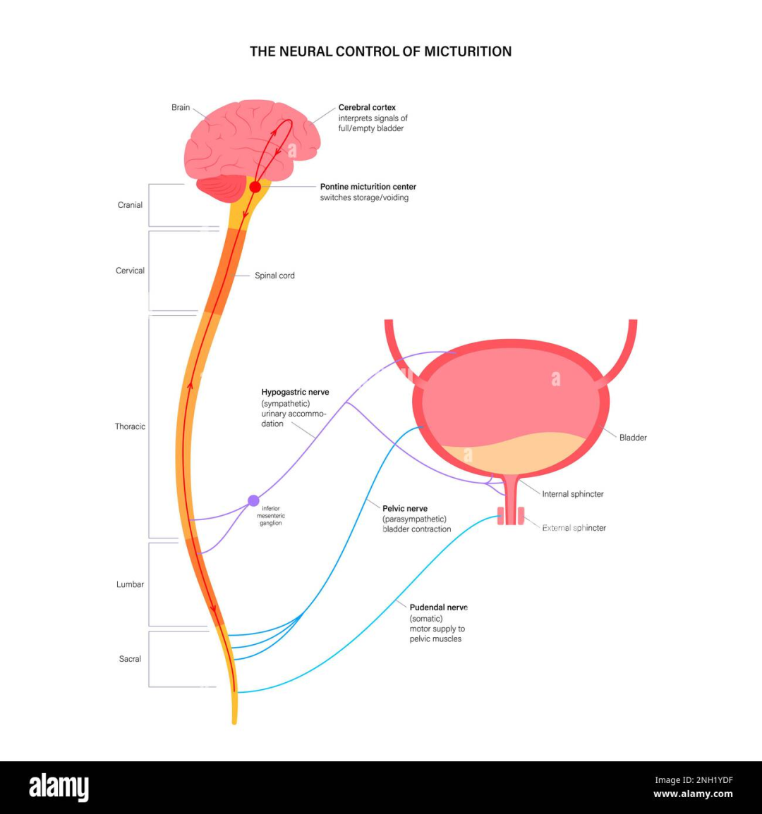 排尿反射的神经调控。图中上方大脑下部红色的圆点就是PMC，长条状的是脊髓，球形的是膀胱。from alamy.com