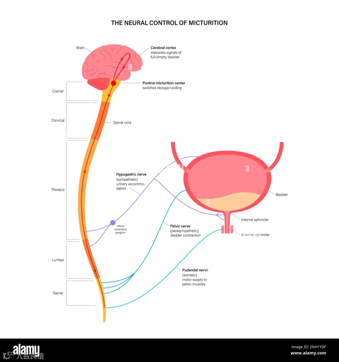 排尿反射的神经调控。图中上方大脑下部红色的圆点就是PMC,长条状的是脊髓,球形的是膀胱。from alamy.com