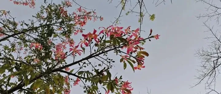 一则广交会由头的骗子话术，你是否有收到同款