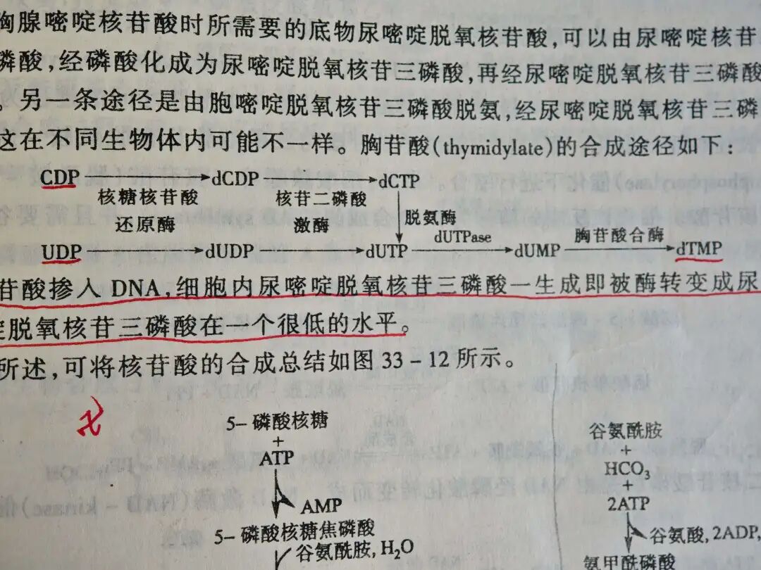嘧啶核苷酸的合成和其中通过dUMP合成dTMP