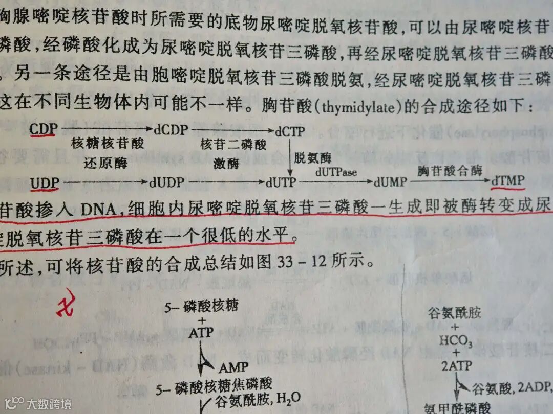 嘧啶核苷酸的合成和其中通过dUMP合成dTMP