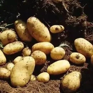 实用！冬作马铃薯生产技术指导意见来了