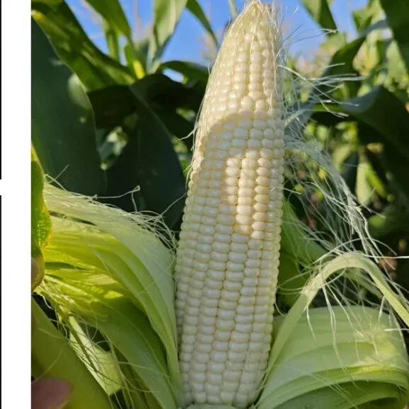 2025年百项重大农业科技成果 | 甜糯同粒鲜食玉米新品种“中特娇子”