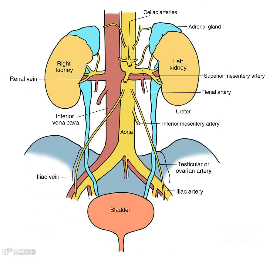 泌尿系统示意图kidney肾脏,bladder膀胱,ureter输尿管。from fineartamerica.com