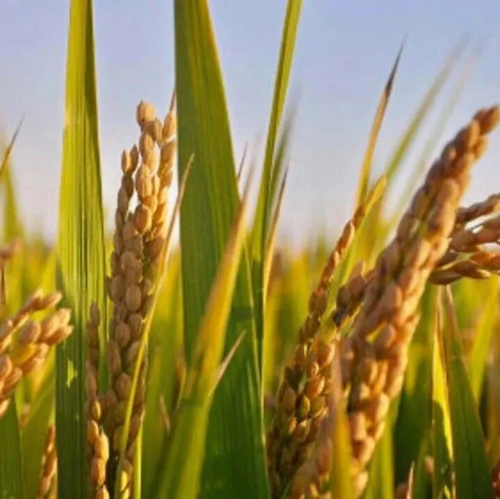 从一粒稻种看中国种企创新路