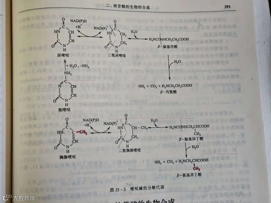 胞嘧啶的脱氨过程和产物