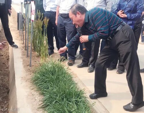 创制出小麦优异种质材料